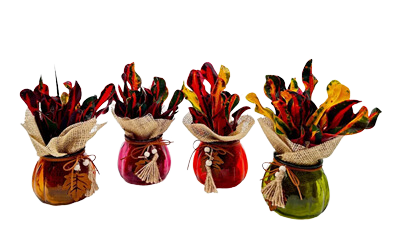 5" Glass Pumpkin Planter w/ Croton & Burlap (Box of 15)